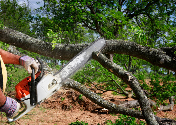 The Steps Involved in Our Tree Care Process in Pelzer, SC